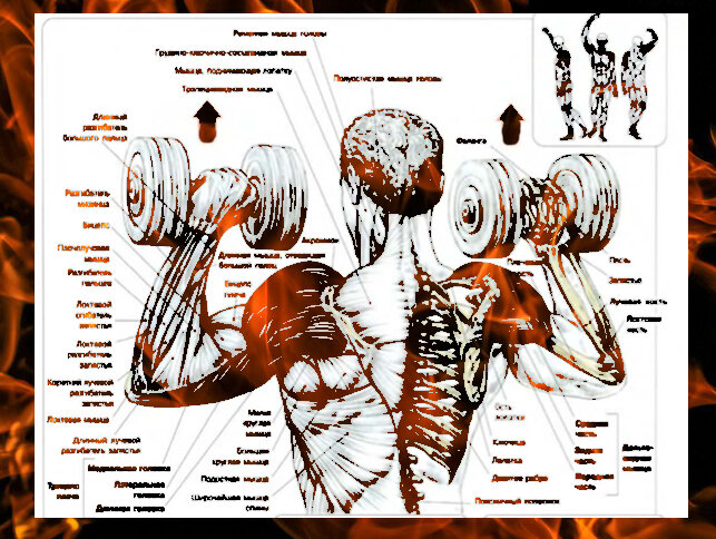 Схема из книги Ф. Дэлавье "Анатомия силовых упражнений" .   " Армейский жим гантель"