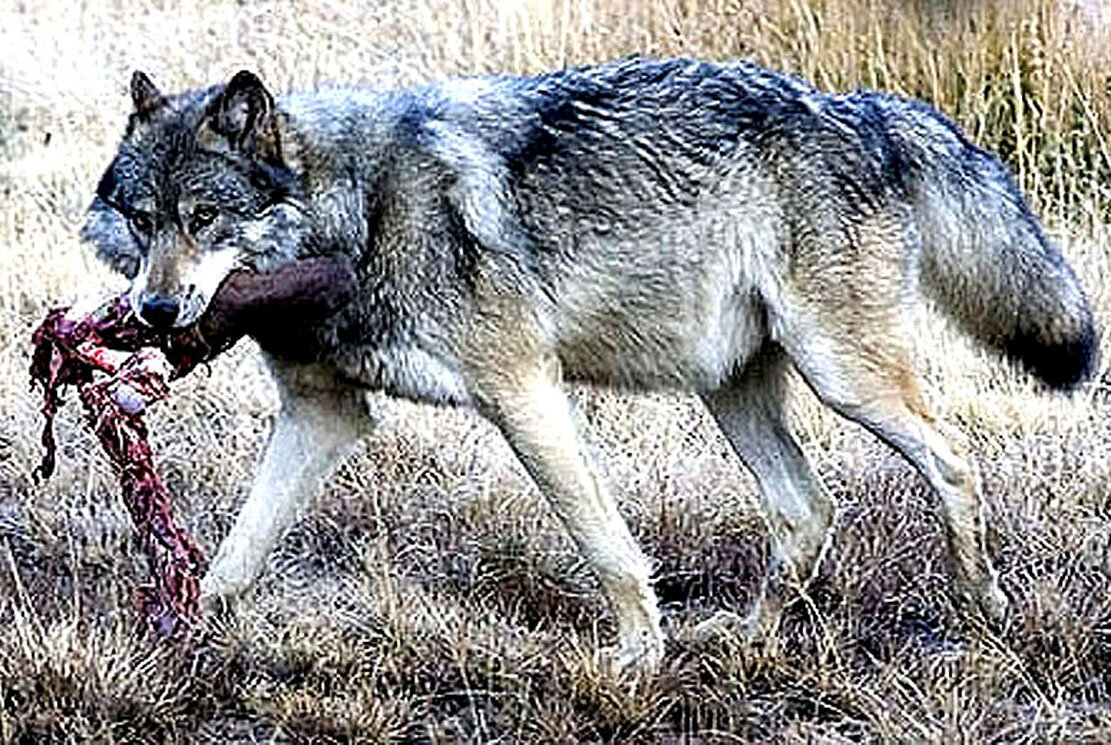 Бари выглядел довольно нелепо - худой, но с большим животом