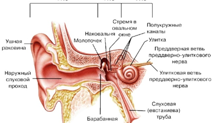 Что делать, если продуло ухо