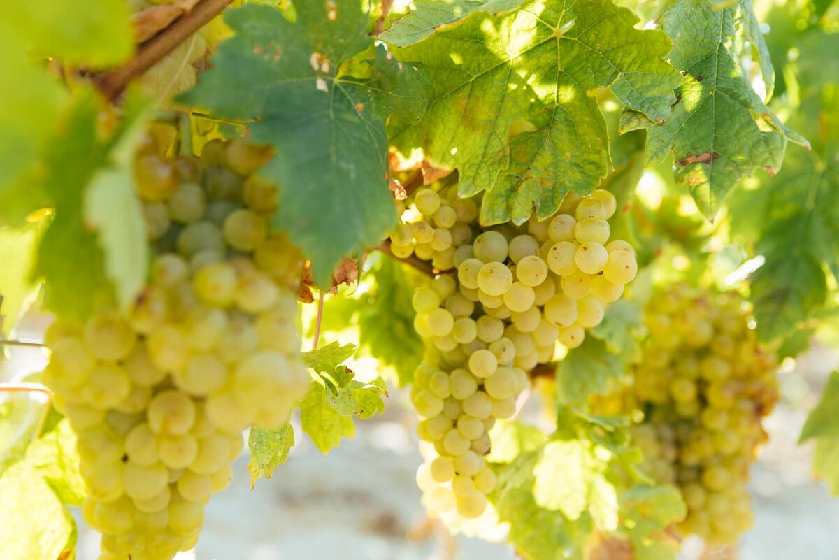 Tempranillo Blanco (Темпранильо бланко)