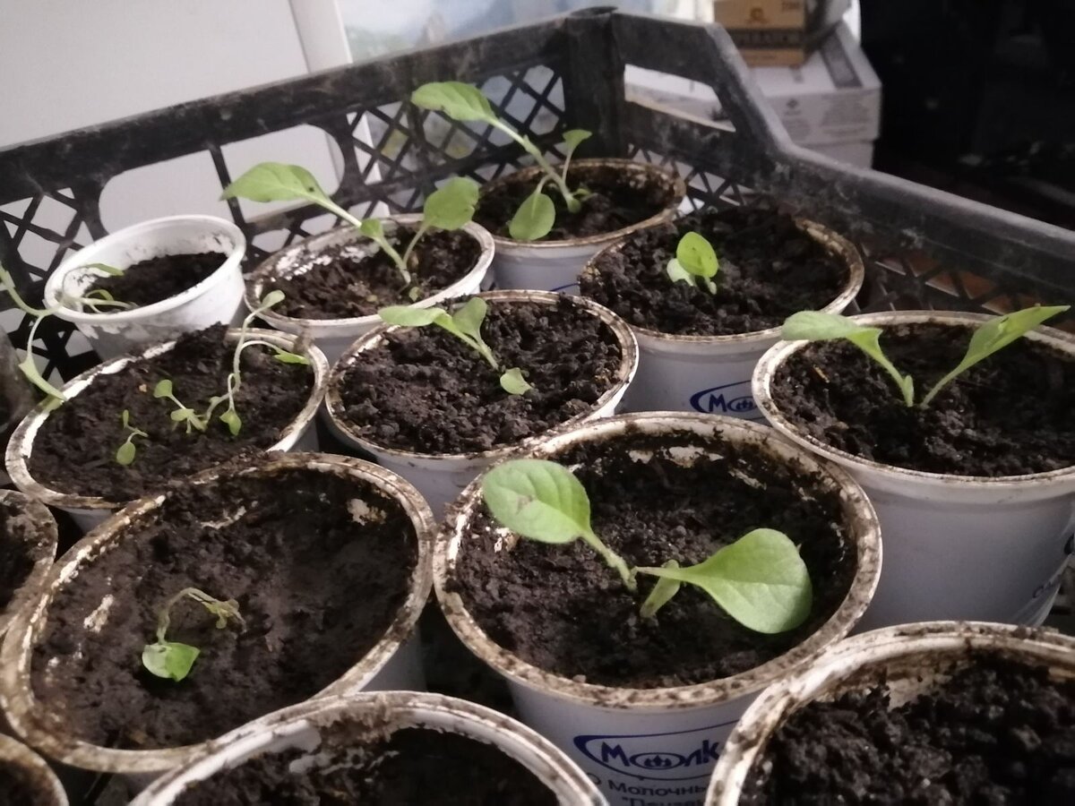 Расти, моя хорошая...