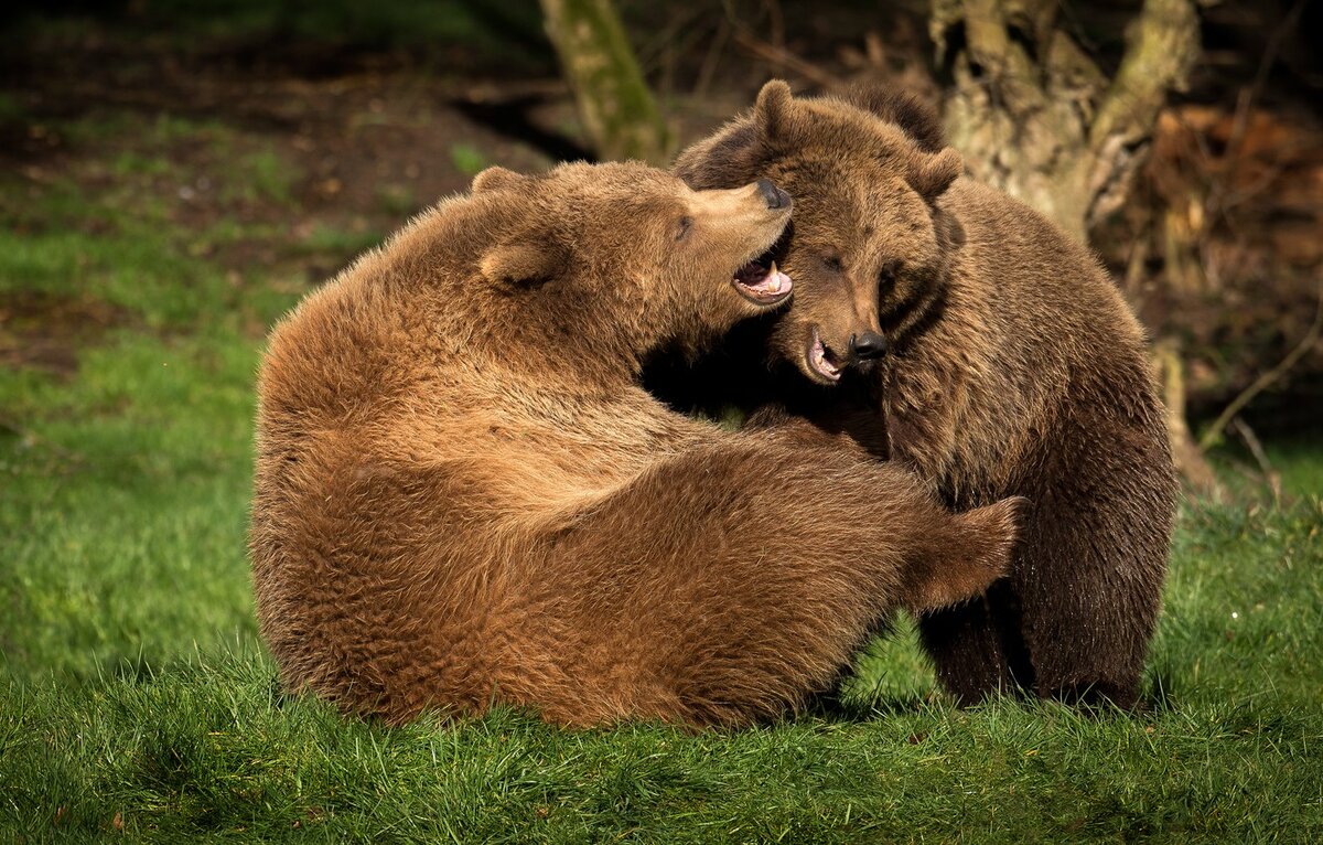 Брачные игры медведей