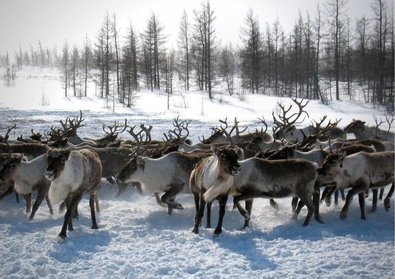 Фото: Елена Миленина / КРАСНЫЙ СЕВЕР