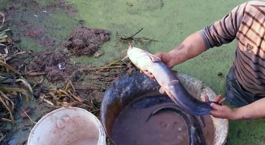 Это вам уже не аквариумный сомик