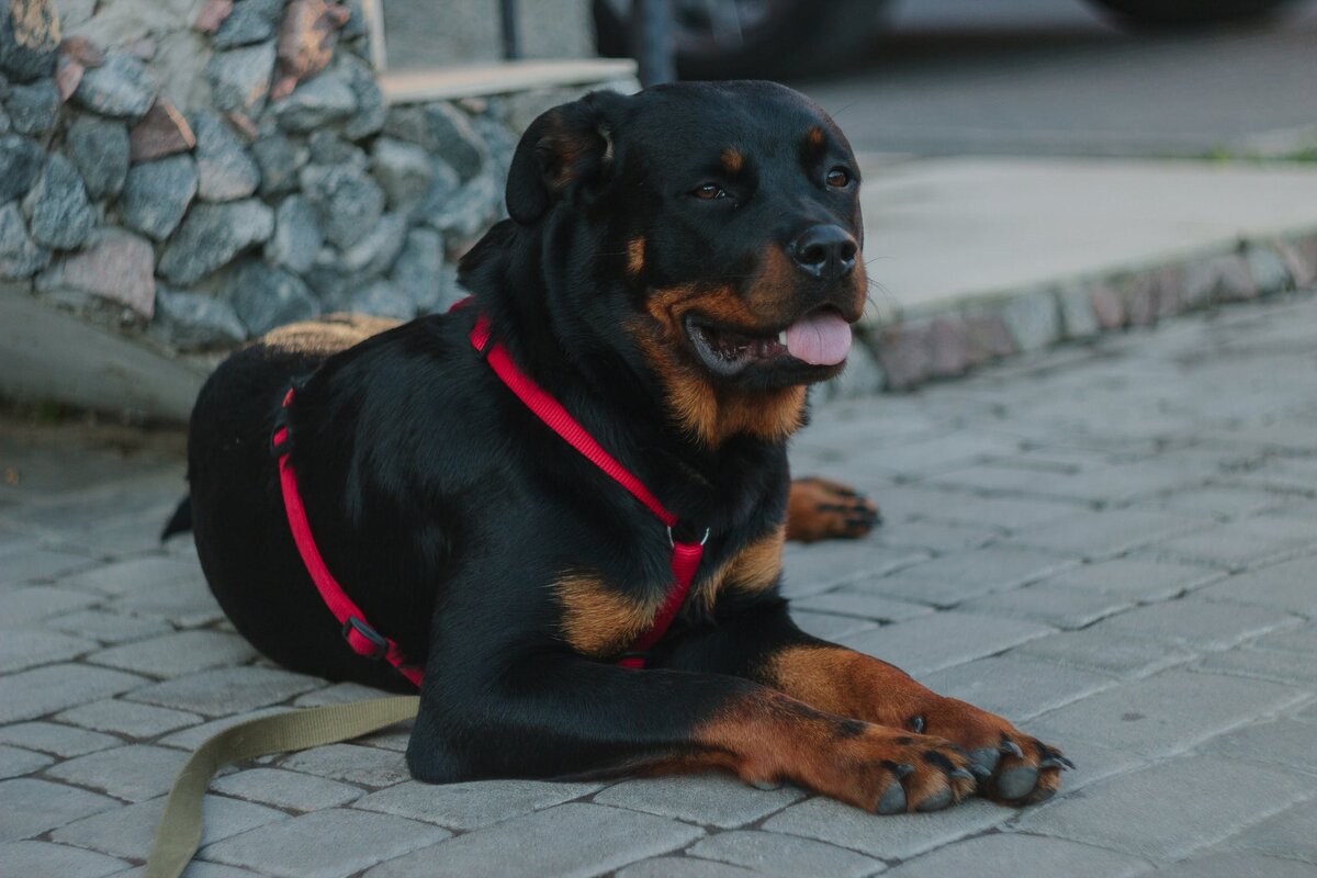 Хозяевам собак нужно с умом подходить к выбору ошейника для своего питомца. Фото Vladyslav Dukhin/Pexels.