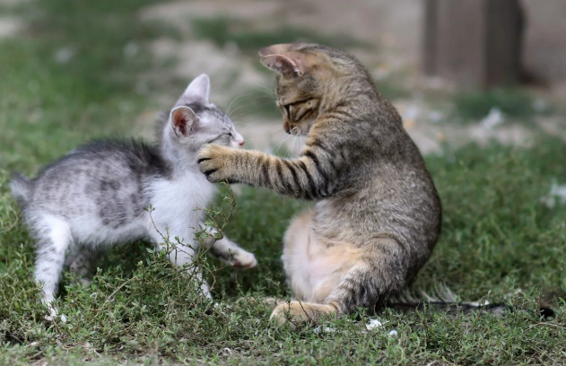 Котики должны знать друг друга в лицо!