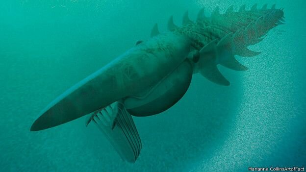 Эгирокассида фильтровала морскую воду, поглощая планктон