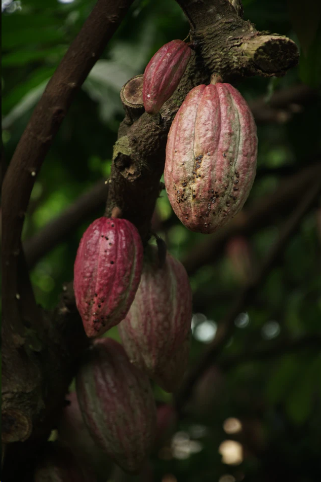 Какао-бобы (Unsplash)
