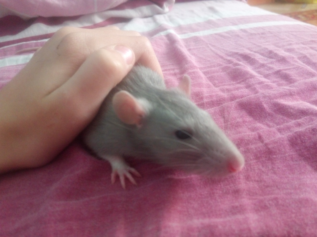 Это Колобок 