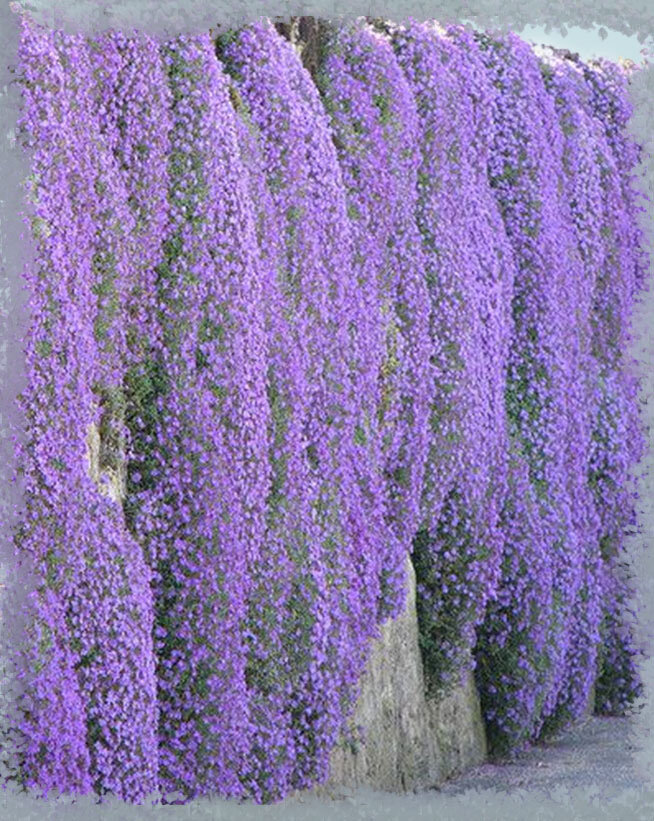 Водопад из колокольчиков