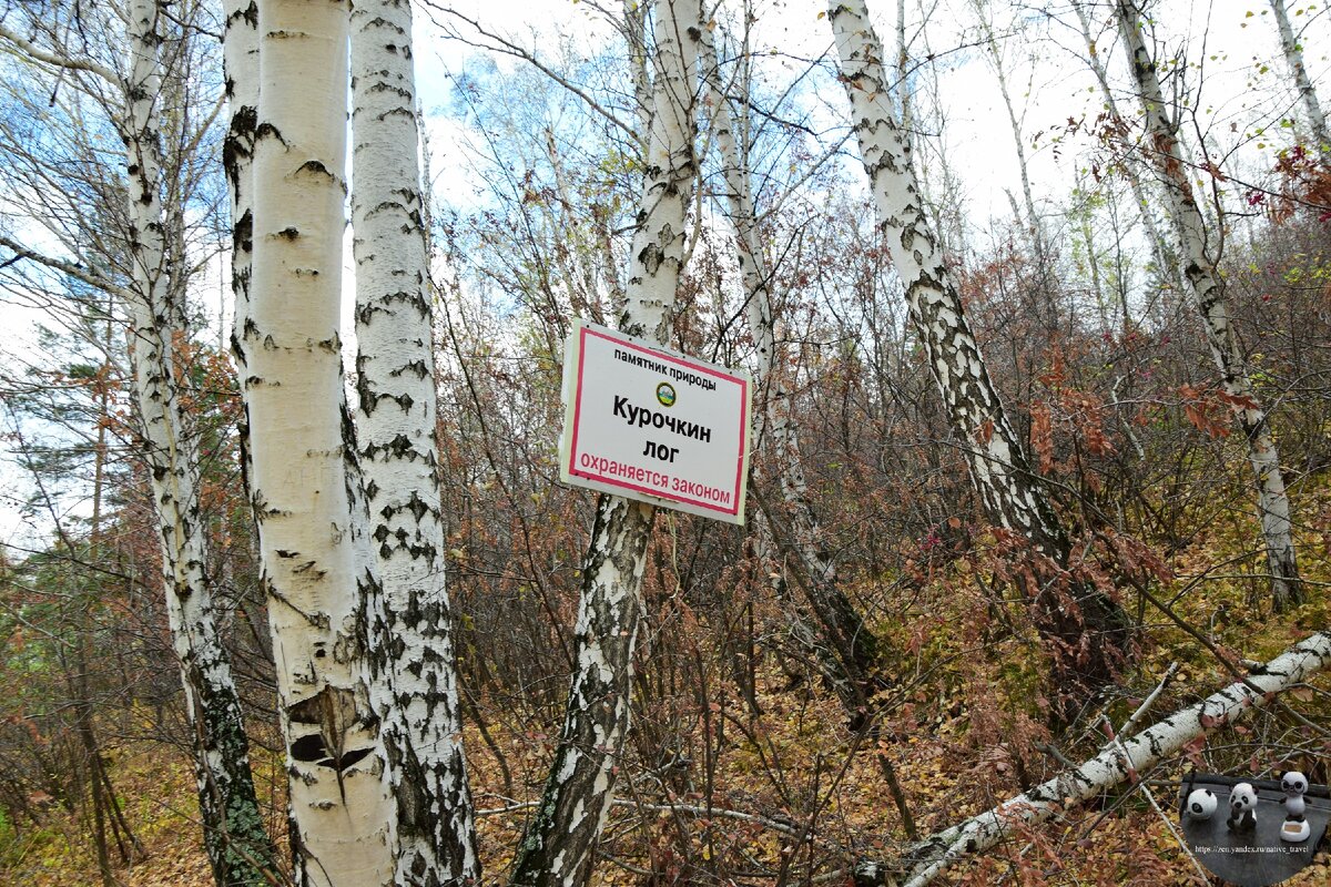 Памятник природы «Курочкин Лог», 02.10.2018