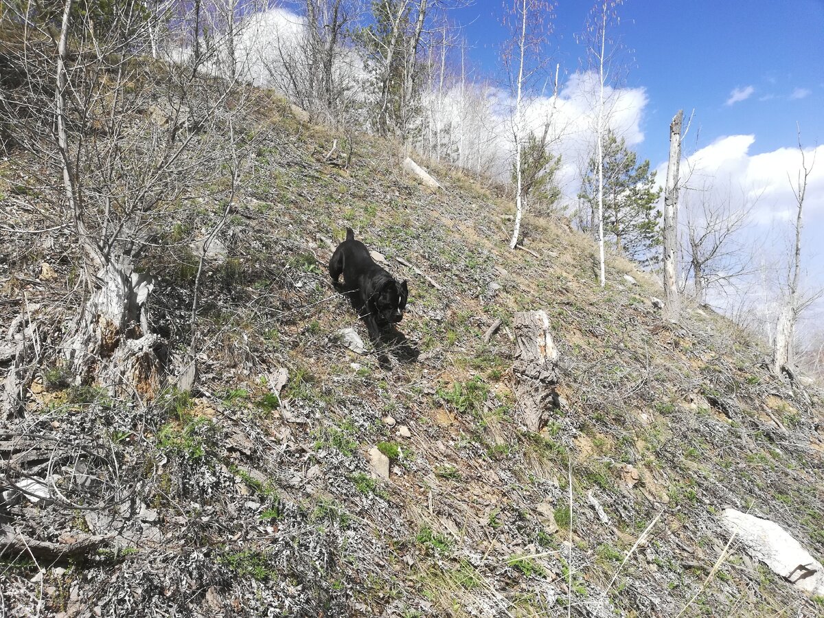 вот чуть левее, где бурелом