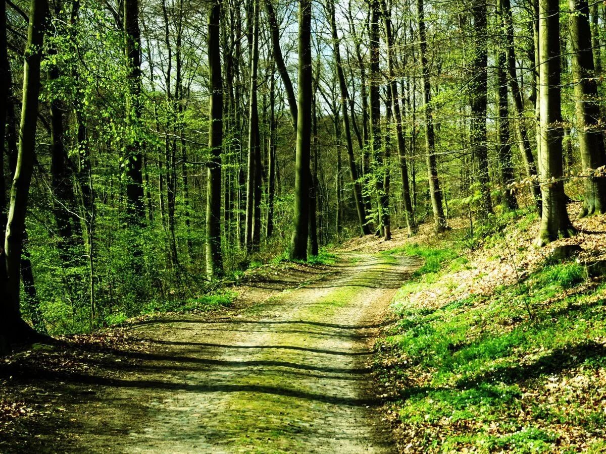 фотография из леса.