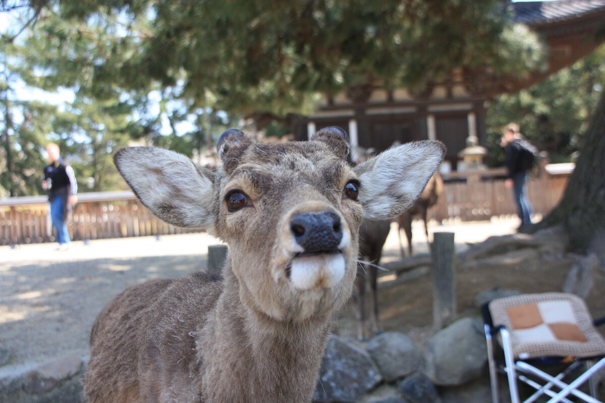 Милашка из Нары:-) Фото автора