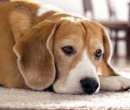 Диагностическая лапароскопия: эффективный метод диагностики заболеваний селезенки у собак