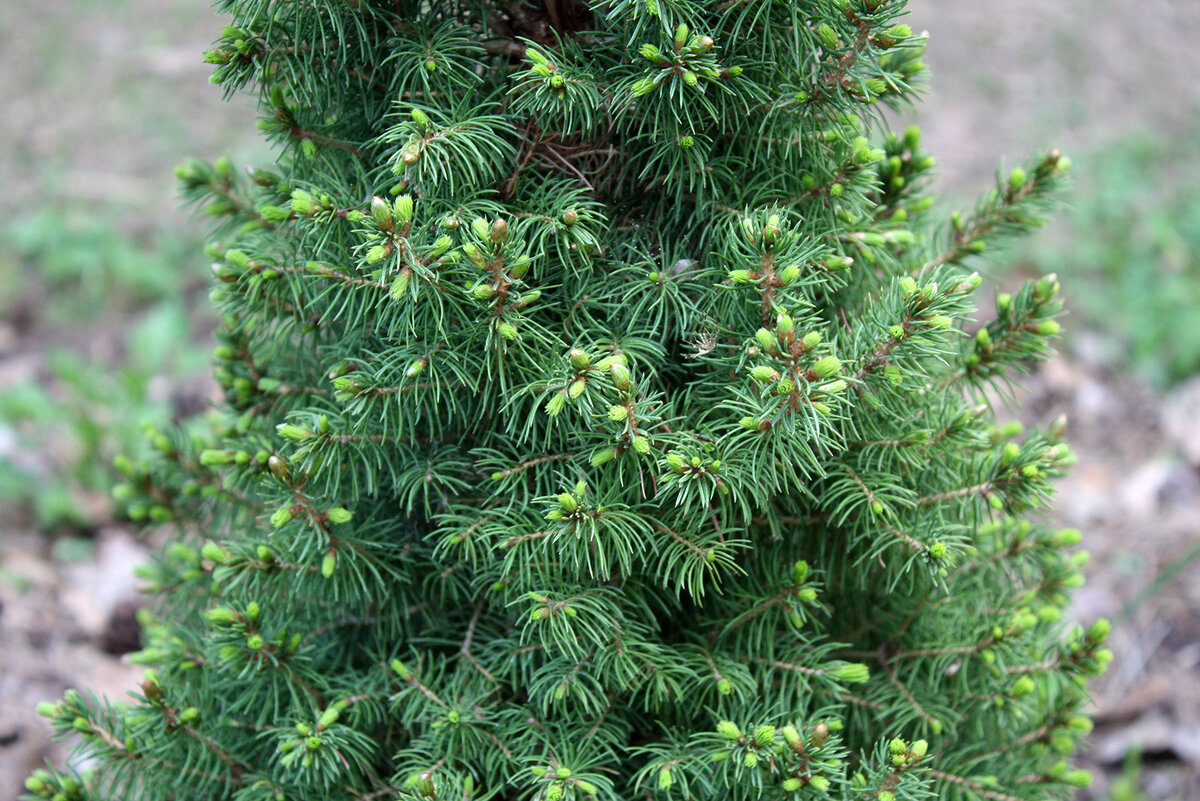 Коника (Picea glauca Conica)