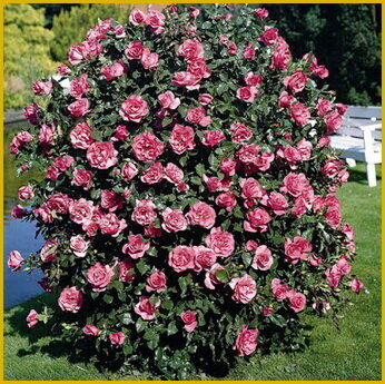 Кустовые розы: описание, обзор сортов, выращивание