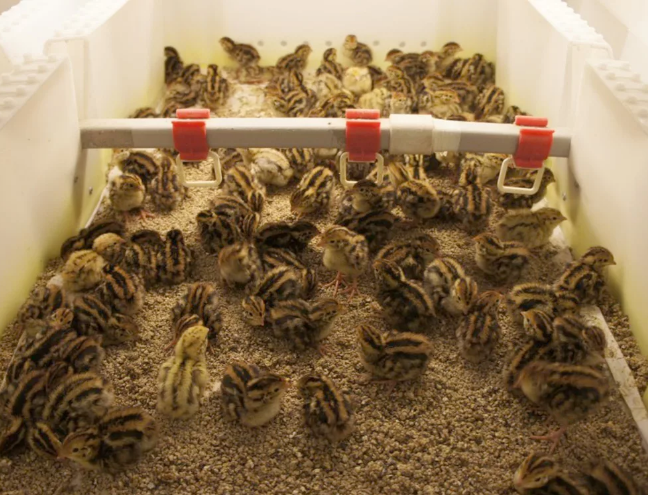 Фотография взята из источника agrarii.com