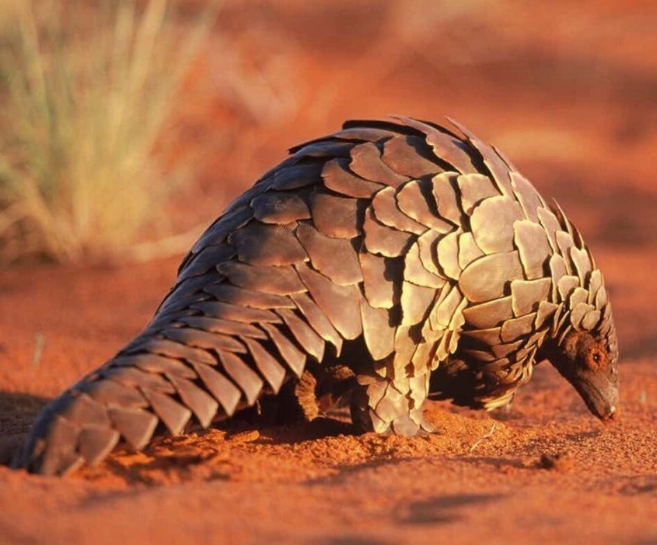 В период с 2011 по 2013 год охотники истребили более 200000 панголинов. Мясо этих животных употребляют во многих странах Африки и Азии, а их чешую народные знахари используют как лекарство. Международный союз охраны природы считает два вида панголинов исчезающими животными.