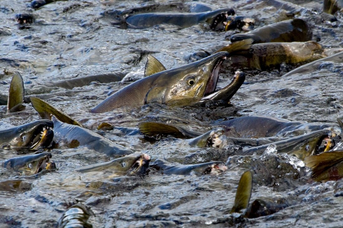 Фото из сети Интернет