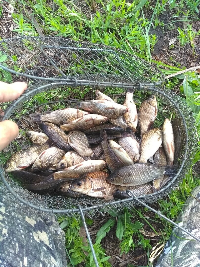 Много карасей в садке.