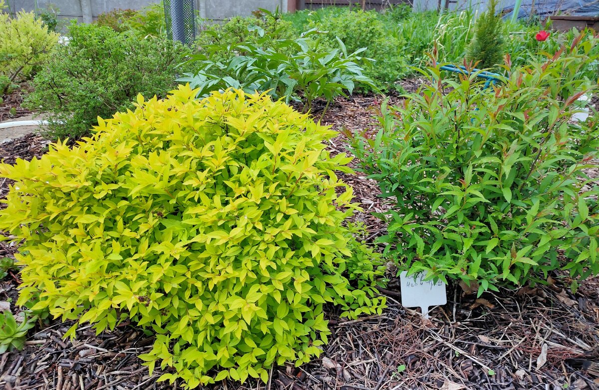  Спирея японская «Golden Princess»