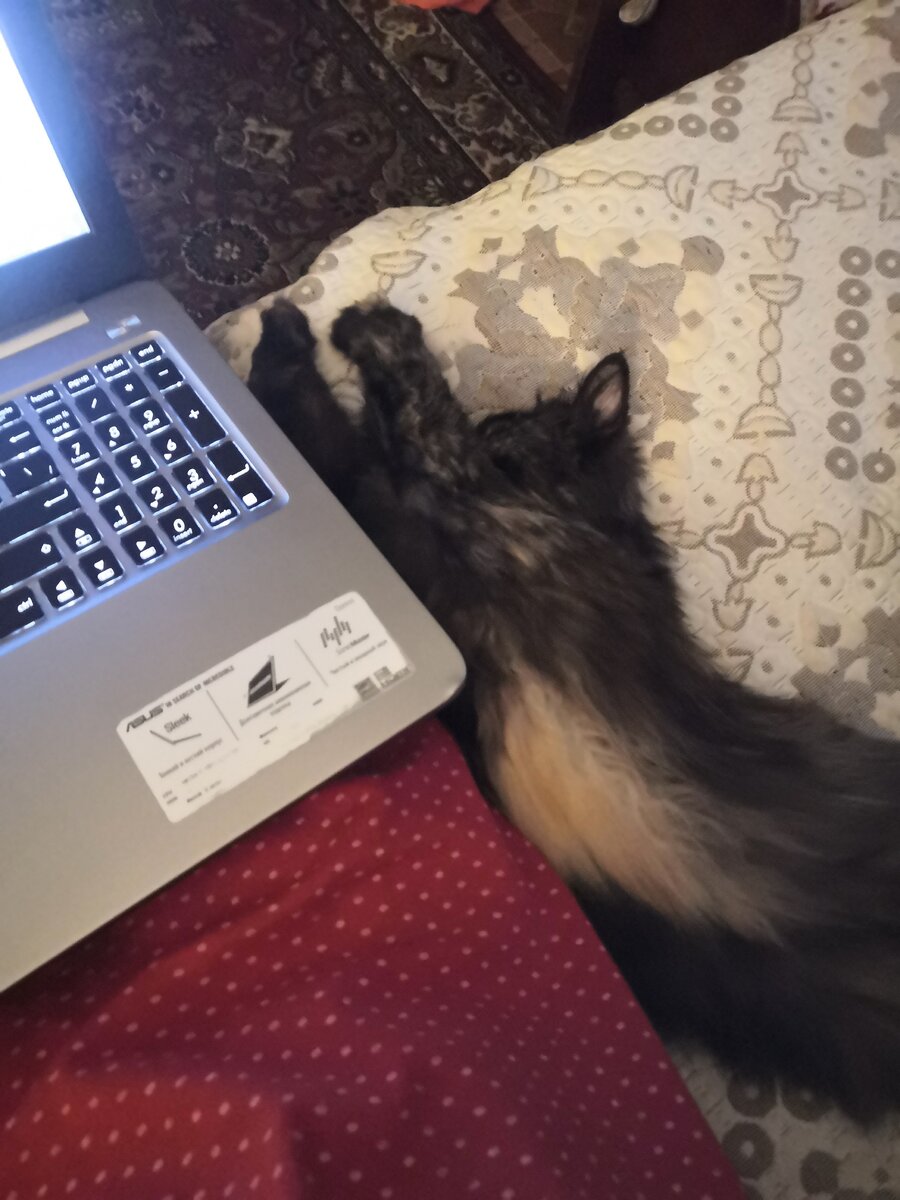 Моя маленькая помощница 🐾