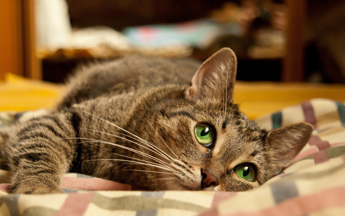 Клички для кошек и котят: список красивых имен | PERFECT FIT™
