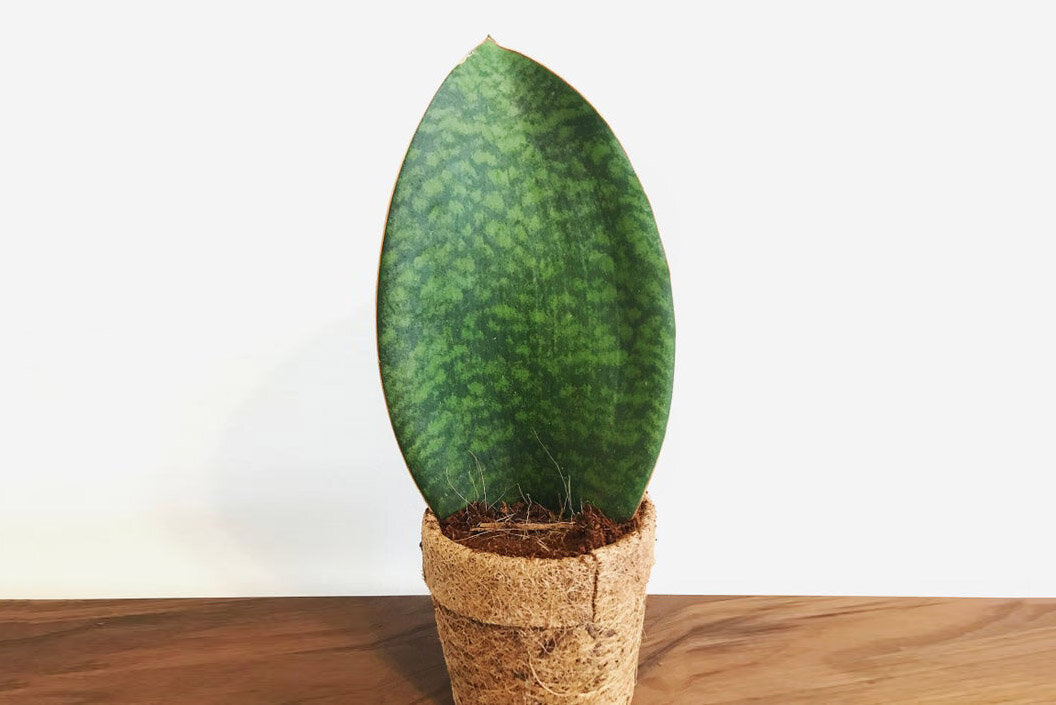 Вырастает одним ОГРОМНЫМ толстеньким листом! Хочу,хочу, хочу!