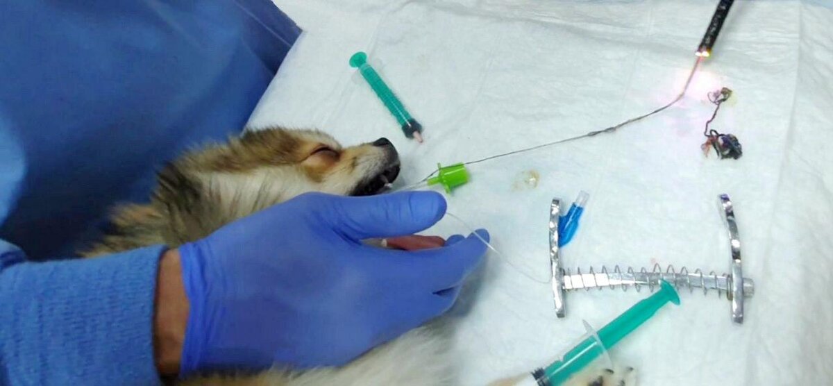 Какие действия принадлежат собаке которой сделали операцию. Кость в пищеводе у собаки. Инородное тело кость у собаки.