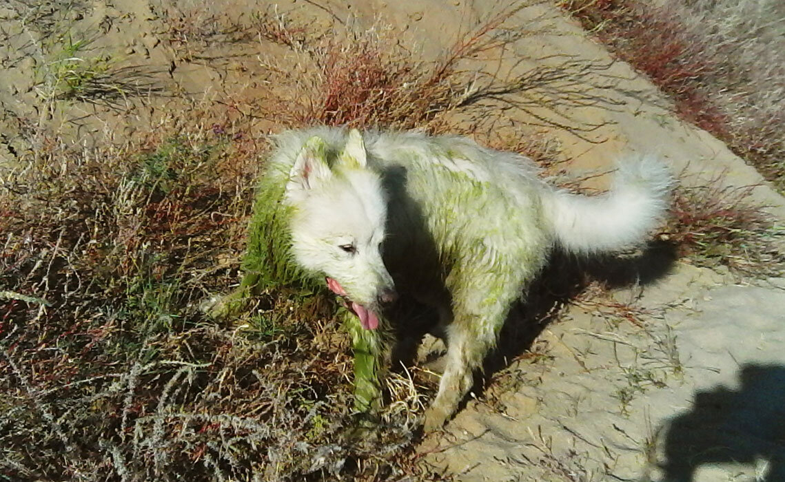 Фото автора: Так вот ты какой, дедушка леший!))