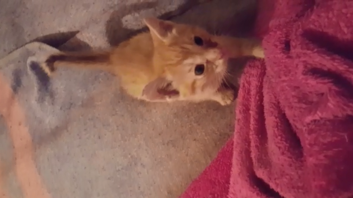 Новый дом и новые хозяева. Счастья привалило, жить будут вместе детвора. Другие двое носятся уже по квартире. Видео отчет прислали мне.