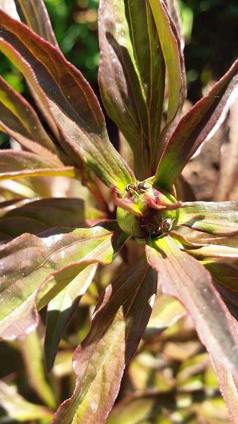 Муравьи каждый год атакуют пионы у меня в саду.Фото автора Алесад.