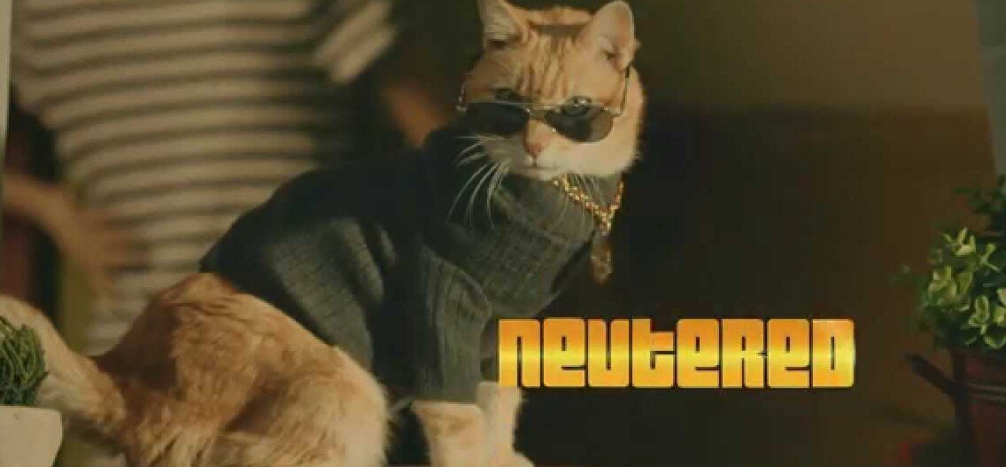 Разбираемся вместе с ветеринаром-диетологом