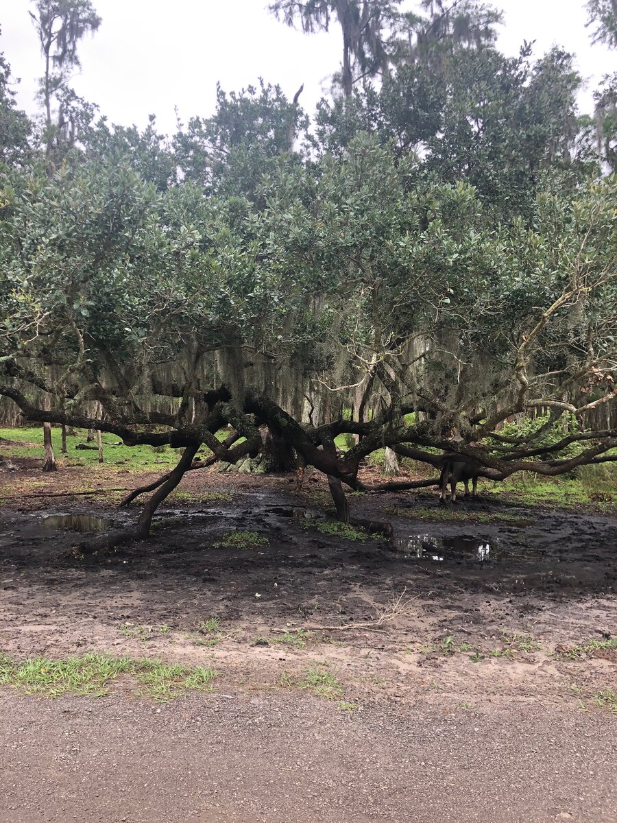 Деревья с висящим мхом.