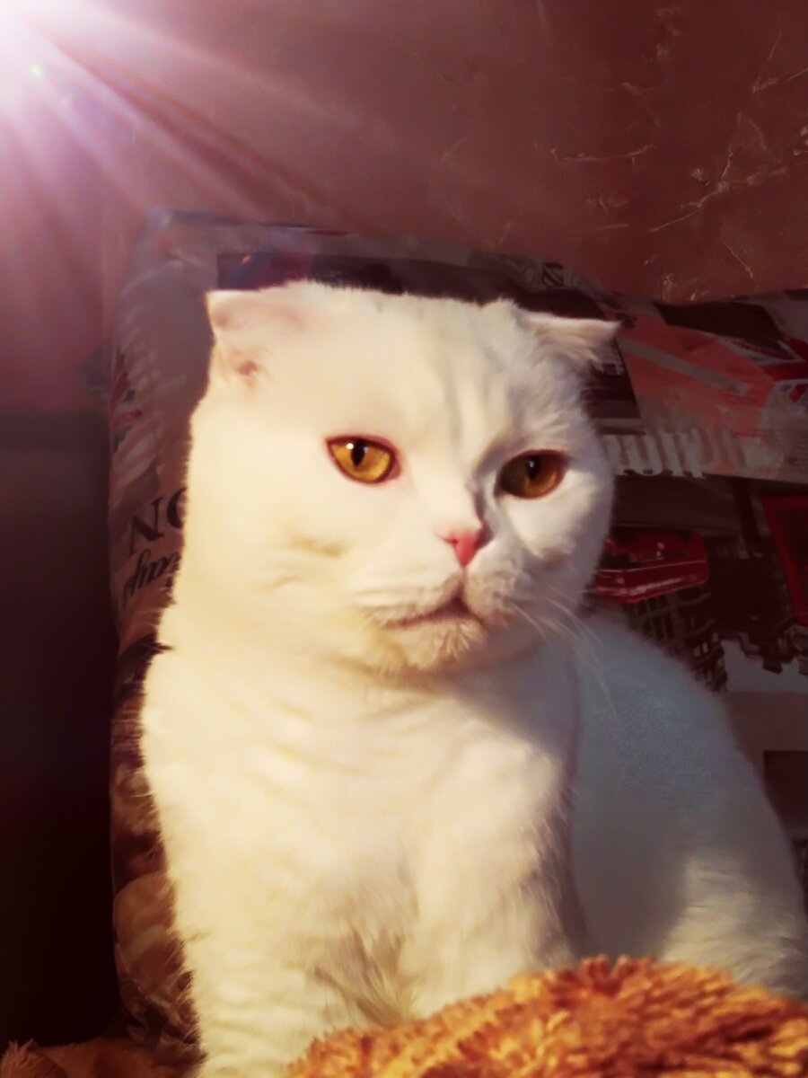 Раньше, много кто считал котов священными животными, и не зря. 