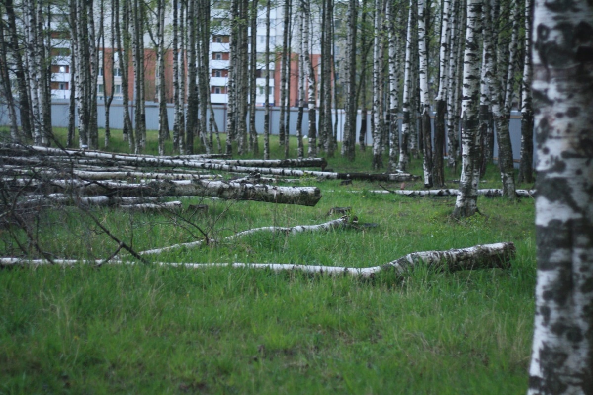 Фото: группа "За сохранение Муринского парка" ВК