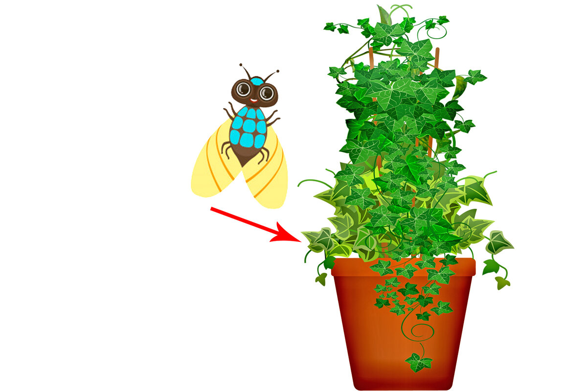 Избавляемся от мошек в горшках: 2 препарата, которые действительно помогают  | Комнатные цветы от А до Я с Алексеем Бондаренко | Дзен