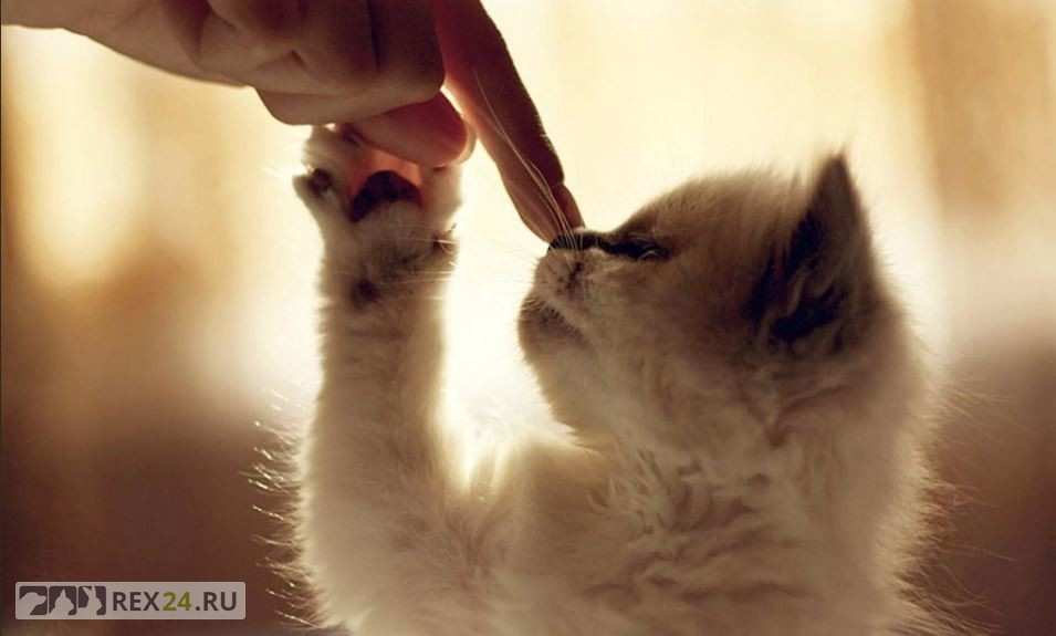 Фото: twitter.com