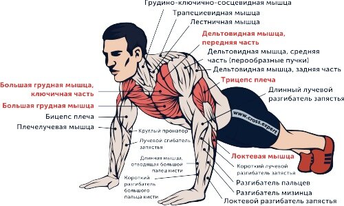 Хотите удвоить ваши отжимания?