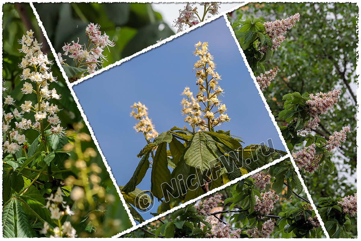 © «Фото.дзен - NickFW.ru» 