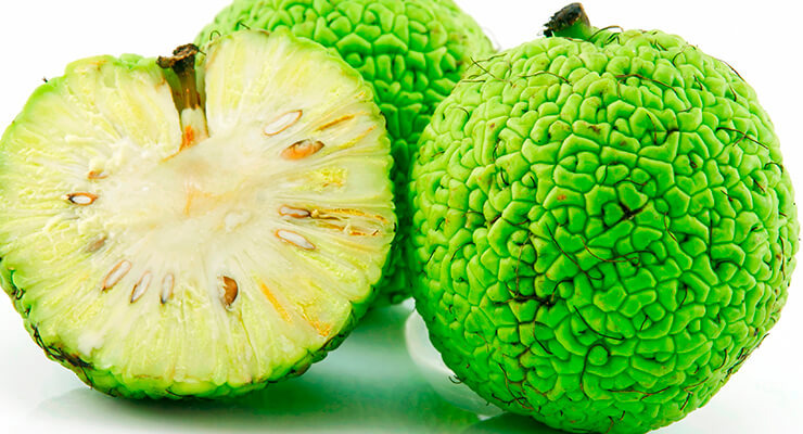 Адамово яблоко 🍎 