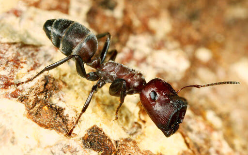 Colobopsis explodens