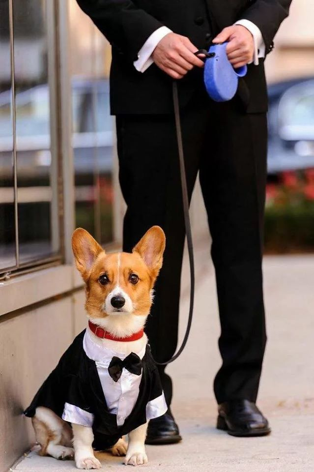 Собака в галстуке
