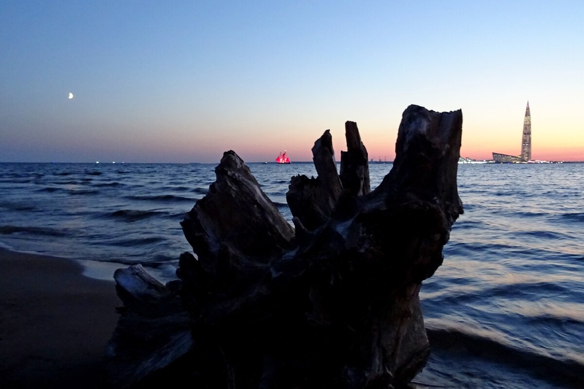 Репетиция "Алых парусов" в Финском заливе. Живописная коряжка встретилась на берегу