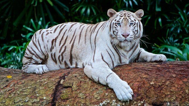 Правдивые факты о белых тиграх