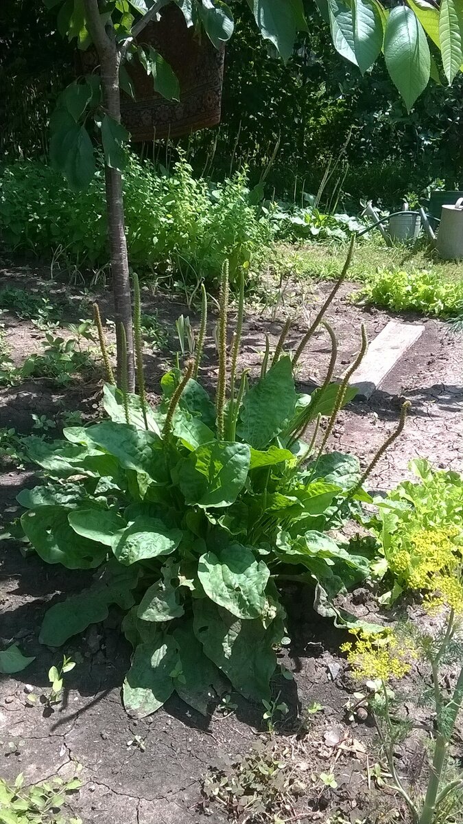 Неожиданный гость на грядке с укропом.