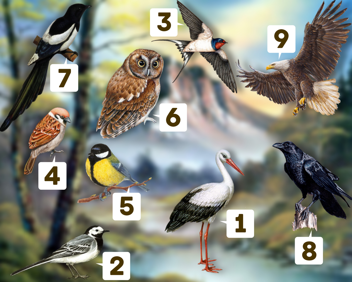 Тест выбери птицу. Выбери птичку и узнай. Птица выбирает. Тест какого цвета птицу выбрать.
