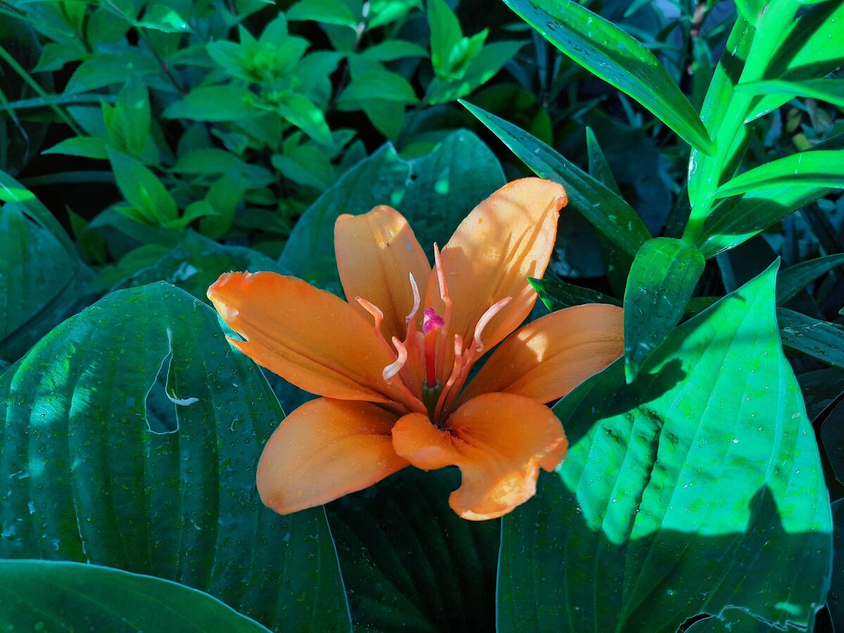 Лилия Оранж Пикси