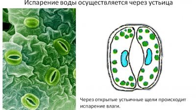 Устьица раскрываются, когда жарко, для повышения испарения и охлаждения, и наоборот закрываются, если надо воду сохранять.